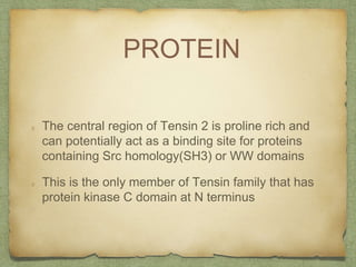 PROTEIN
The central region of Tensin 2 is proline rich and
can potentially act as a binding site for proteins
containing Src homology(SH3) or WW domains
This is the only member of Tensin family that has
protein kinase C domain at N terminus
 