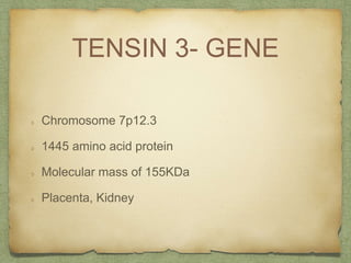 TENSIN 3- GENE
Chromosome 7p12.3
1445 amino acid protein
Molecular mass of 155KDa
Placenta, Kidney
 