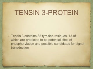 TENSIN 3-PROTEIN
Tensin 3 contains 32 tyrosine residues, 13 of
which are predicted to be potential sites of
phosphorylation and possible candidates for signal
transduction
 