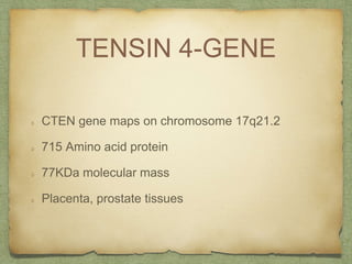 TENSIN 4-GENE
CTEN gene maps on chromosome 17q21.2
715 Amino acid protein
77KDa molecular mass
Placenta, prostate tissues
 