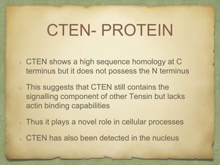 CTEN- PROTEIN
CTEN shows a high sequence homology at C
terminus but it does not possess the N terminus
This suggests that CTEN still contains the
signalling component of other Tensin but lacks
actin binding capabilities
Thus it plays a novel role in cellular processes
CTEN has also been detected in the nucleus
 