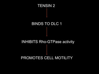 TENSIN 2
BINDS TO DLC 1
INHIBITS Rho-GTPase activity
PROMOTES CELL MOTILITY
 