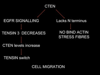CTEN
EGFR SIGNALLING
TENSIN 3 DECREASES
CTEN levels increase
TENSIN switch
Lacks N terminus
NO BIND ACTIN
STRESS FIBRES
CELL MIGRATION
 