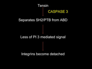 Tensin
Separates SH2/PTB from ABD
Less of PI 3 mediated signal
CASPASE 3
Integrins become detached
 