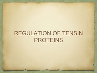 REGULATION OF TENSIN
PROTEINS
 