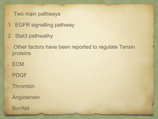 Two main pathways
1. EGFR signalling pathway
2. Stat3 pathwathy
Other factors have been reported to regulate Tensin
proteins
ECM
PDGF
Thrombin
Angiotensin
Bcr/Abl
 