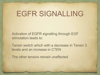 EGFR SIGNALLING
Activation of EGFR signalling through EGF
stimulation leads to:
Tensin switch which with a decrease in Tensin 3
levels and an increase in CTEN
The other tensins remain unaffected
 