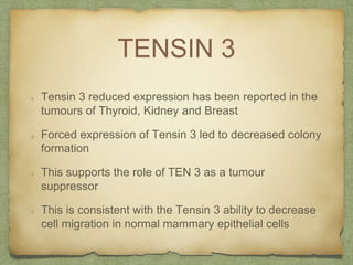 TENSIN 3
Tensin 3 reduced expression has been reported in the
tumours of Thyroid, Kidney and Breast
Forced expression of Tensin 3 led to decreased colony
formation
This supports the role of TEN 3 as a tumour
suppressor
This is consistent with the Tensin 3 ability to decrease
cell migration in normal mammary epithelial cells
 