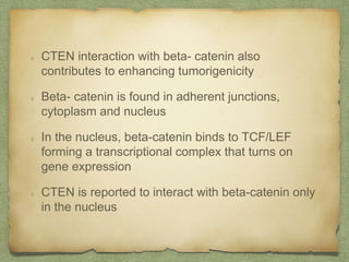 CTEN interaction with beta- catenin also
contributes to enhancing tumorigenicity
Beta- catenin is found in adherent junctions,
cytoplasm and nucleus
In the nucleus, beta-catenin binds to TCF/LEF
forming a transcriptional complex that turns on
gene expression
CTEN is reported to interact with beta-catenin only
in the nucleus
 