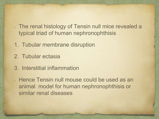 The renal histology of Tensin null mice revealed a
typical triad of human nephronophthisis
1. Tubular membrane disruption
2. Tubular ectasia
3. Interstitial inflammation
Hence Tensin null mouse could be used as an
animal model for human nephronophthisis or
similar renal diseases
 