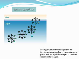 Esta figura muestra el diagrama de
fuerzas actuando sobre el cuerpo, nótese
que el peso es equilibrado por la tensión
superficial del agua.
 