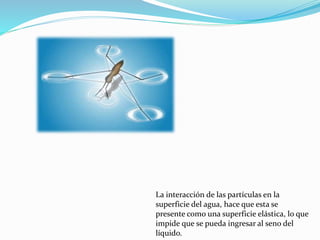 La interacción de las partículas en la
superficie del agua, hace que esta se
presente como una superficie elástica, lo que
impide que se pueda ingresar al seno del
líquido.
 