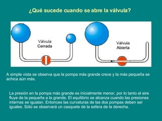 La presión en la pompa más grande es inicialmente menor, por lo tanto el aire fluye de la pequeña a la grande. El equilibrio se alcanza cuando las presiones internas se igualan. Entonces las curvaturas de las dos pompas deben ser iguales. Sólo se observará un casquete de la esfera de la derecha.  ¿Qué sucede cuando se abre la válvula? A simple vista se observa que la pompa más grande crece y la más pequeña se achica aún más. 