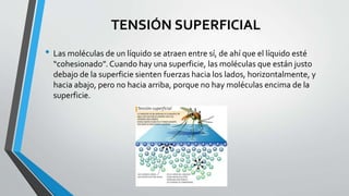 TENSIÓN SUPERFICIAL
• Las moléculas de un líquido se atraen entre sí, de ahí que el líquido esté
“cohesionado”. Cuando hay una superficie, las moléculas que están justo
debajo de la superficie sienten fuerzas hacia los lados, horizontalmente, y
hacia abajo, pero no hacia arriba, porque no hay moléculas encima de la
superficie.
 