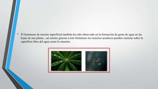 • El fenómeno de tensión superficial también ha sido observado en la formación de gotas de agua en las
hojas de una planta , así mismo gracias a éste fenómeno los insectos acuáticos pueden caminar sobre la
superficie libre del agua como lo muestra.
 