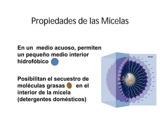Propiedades de las Micelas
Posibilitan el secuestro de
moléculas grasas en el
interior de la micela
(detergentes domésticos)
En un medio acuoso, permiten
un pequeño medio interior
hidrofóbico
 