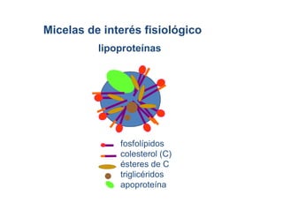 fosfolípidos
colesterol (C)
ésteres de C
triglicéridos
apoproteína
Micelas de interés fisiológico
lipoproteínas
 