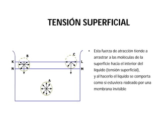TENSIÓN SUPERFICIAL
• Esta fuerza de atracción tiende a
arrastrar a las moléculas de la
superficie hacia el interior del
líquido (tensión superficial),
y al hacerlo el líquido se comporta
como si estuviera rodeado por una
membrana invisible
 