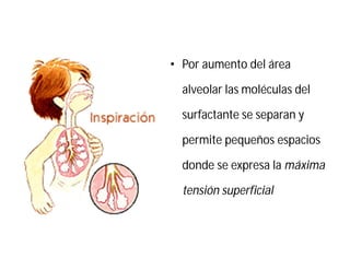• Por aumento del área
alveolar las moléculas del
surfactante se separan y
permite pequeños espacios
donde se expresa la máxima
tensión superficial
 