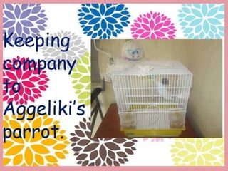 Keeping
company
to
Aggeliki’s
parrot.
 