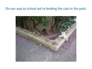 On our way to school we’re feeding the cats in the park.
 