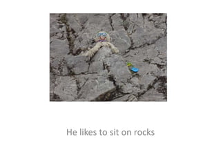 He likes to sit on rocks
 