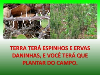 TERRA TERÁ ESPINHOS E ERVAS
DANINHAS, E VOCÊ TERÁ QUE
PLANTAR DO CAMPO.
 