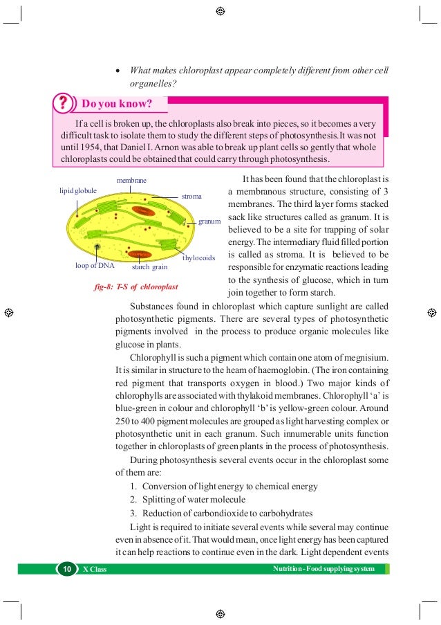 Ts Of Chloroplast Diagram Image collections - How To Guide 