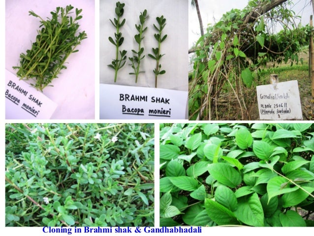 Sind potenzmittel verschreibungspflichtig