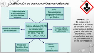 INDIRECTO:
El compuesto A
determina el aumento
de radicales libres, la
oxigenación de ácidos
grasos, afectaciones
enzimáticas, entre
otros efectos, que son
los que determinan el
efecto carcinogénico.
CLASIFICACIÓN DE LOS CARCINÓGENOS QUÍMICOS:
 