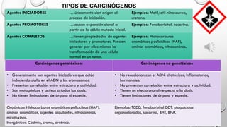 TIPOS DE CARCINÓGENOS
Agentes INICIADORES … únicamente dan origen al
proceso de iniciación.
Ejemplos: Metil/etil-nitrosourea,
uretano.
Agentes PROMOTORES …causan expansión clonal a
partir de la célula mutada inicial.
Ejemplos: Fenobarbital, sacarina.
Agentes COMPLETOS …tienen propiedades de agentes
iniciadores y promotores. Pueden
generar por ellos mismos la
transformación de una célula
normal en un tumor.
Ejemplos: Hidrocarburos
aromáticos poclicíclicos (HAP),
aminas aromáticas, nitrosaminas..
Carcinógenos genotóxicos: Carcinógenos no genotóxicos
• Generalmente son agentes iniciadores que actúa
induciendo daño en el ADN o los cromosomas.
• Presentan correlación entre estructura y actividad.
• Son mutagénicos y activos a todas las dosis.
• No tienen limitaciones de órgano ni especie.
• No reaccionan con el ADN: citotóxicos, inflamatorios,
hormonales.
• No presentan correlación entre estructura y actividad.
• Tienen un efecto unbral respecto a la dosis.
• Tienen limitaciones de órgano y especie.
Orgánicos: Hidrocarburos aromáticos policíclicos (HAP),
aminas aromáticas, agentes alquilantes, nitrosaminas,
micotoxinas.
Inorgánicos: Cadmio, cromo, arsénico.
Ejemplos: TCDD, fenobarbital DDT, plaguicidas
organoclorados, sacarina, BHT, BHA.
 