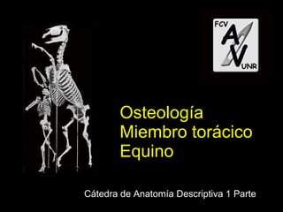 Osteología Miembro torácico Equino Cátedra de Anatomía Descriptiva 1 Parte 