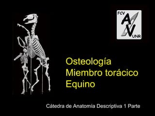 Osteología
Miembro torácico
Equino
Cátedra de Anatomía Descriptiva 1 Parte
 