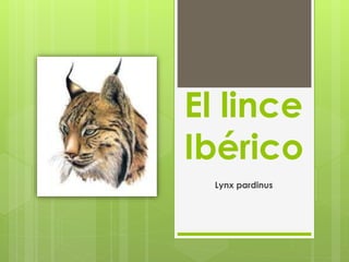 El lince
Ibérico
Lynx pardinus
 