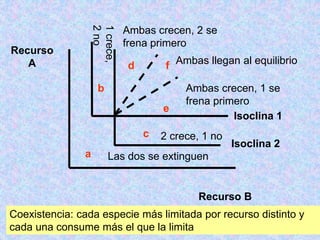 Isoclina 1
Isoclina 2
Recurso B
Recurso
A
a
b
c
d
e
f
1
crece,
2
no
2 crece, 1 no
Ambas crecen, 2 se
frena primero
Ambas crecen, 1 se
frena primero
Ambas llegan al equilibrio
Las dos se extinguen
Coexistencia: cada especie más limitada por recurso distinto y
cada una consume más el que la limita
 