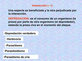 Interacción (- +)
Una especie es beneficiada y la otra perjudicada por
la interacción.
DEPREDACION: es el consumo de un organismo (la
presa) por parte de otro organismo (el depredador),
estando la presa viva en el momento del ataque.
•Depredación verdadera
•Parasitismo
•Herbivoría
•Parasitoidismo
•Parasitismo de cría
 