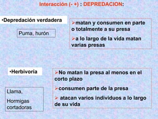 Interacción (- +) : DEPREDACION:
•Depredación verdadera
•Herbivoría
matan y consumen en parte
o totalmente a su presa
a lo largo de la vida matan
varias presas
No matan la presa al menos en el
corto plazo
consumen parte de la presa
 atacan varios individuos a lo largo
de su vida
Puma, hurón
Llama,
Hormigas
cortadoras
 