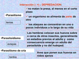 •Parasitoidismo
•Parasitismo de cría
no matan la presa, al menos en el corto
plazo
 un organismo se alimenta de parte de
otro
 los ataques se concentran en uno o
pocos individuos a lo largo de su vida
•Parasitismo
Interacción (- +) : DEPREDACION:
Las hembras colocan sus huevos sobre
o cerca de otros insectos, generalmente
en estadíos previos al adulto y como
consecuencia emerge un adulto del
parasitoide y no del huésped.
Aves que ponen sus huevos en
nidos ajenos
tordos
avispas
tenias
 