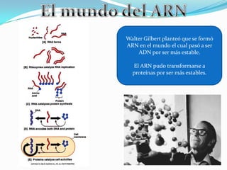 Watson y Crick descubrieron el ADN como la base
molecular de la vida, que tiene la información para
las reacciones que se llevan a cabo en la célula.
¿Cómo se relacionó el ADN y la
proteína?
¿De qué manera el coacervado
pudo generar su propio ADN?
 