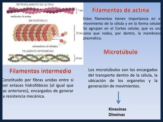 Estos filamentos tienen importancia en el
                                         movimiento de la célula y en la forma celular.
                                         Se agrupan en el Cortex celular, que es una
                                         zona que rodea, por dentro, la membrana
                                         plasmática.




                                           Los microtúbulos son los encargados
                                           del transporte dentro de la célula, la
Constituido por fibras unidas entre si     ubicación de los organelos y la
por enlaces hidrofóbicos (al igual que     generación de movimientos.
las anteriores), encargados de generar
la resistencia mecánica.

                                                       Kinesinas
                                                       Dineinas
 