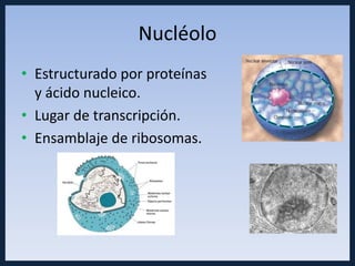 Nucléolo
• Estructurado por proteínas
  y ácido nucleico.
• Lugar de transcripción.
• Ensamblaje de ribosomas.
 