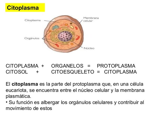 Teoría celular