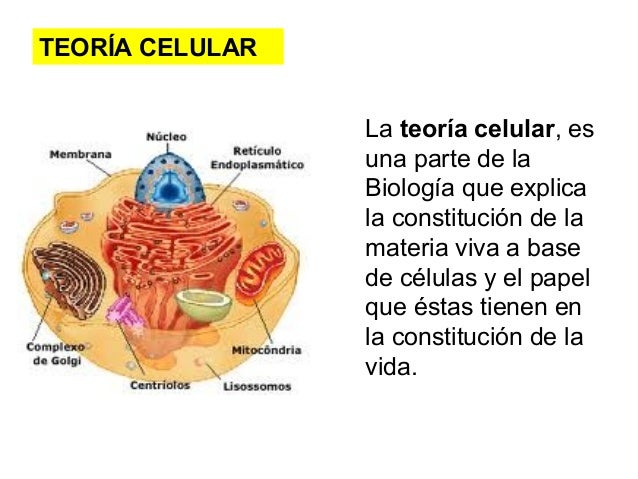 Teoría celular