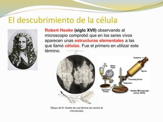 El descubrimiento de la célula 
Robert Hooke (siglo XVII) observando al 
microscopio comprobó que en los seres vivos 
aparecen unas estructuras elementales a las 
que llamó células. Fue el primero en utilizar este 
término. 
Dibujo de R. Hooke de una lámina de corcho al 
microscopio 
 