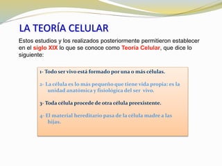 LA TEORÍA CELULAR 
Estos estudios y los realizados posteriormente permitieron establecer 
en el siglo XIX lo que se conoce como Teoría Celular, que dice lo 
siguiente: 
1- Todo ser vivo está formado por una o más células. 
2- La célula es lo más pequeño que tiene vida propia: es la 
unidad anatómica y fisiológica del ser vivo. 
3- Toda célula procede de otra célula preexistente. 
4- El material hereditario pasa de la célula madre a las 
hijas. 
 