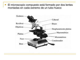    El microscopio compuesto está formado por dos lentes
    montadas en cada extremo de un tubo hueco
 