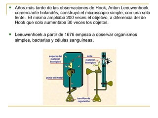    Años más tarde de las observaciones de Hook, Anton Leeuwenhoek,
    comerciante holandés, construyó el microscopio simple, con una sola
    lente. El mismo ampliaba 200 veces el objetivo, a diferencia del de
    Hook que solo aumentaba 30 veces los objetos.

   Leeuwenhoek a partir de 1676 empezó a observar organismos
    simples, bacterias y células sanguíneas.
 