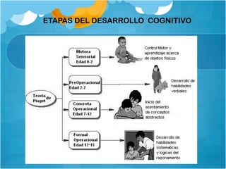 ETAPAS DEL DESARROLLO COGNITIVO
 