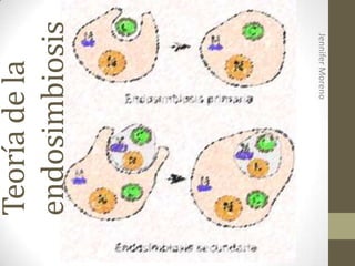 Teoría de la
endosimbiosis

Jennifer Moreno

 