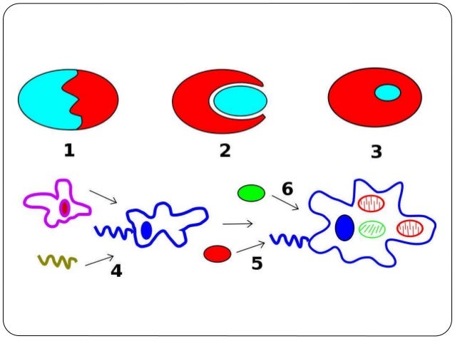 Qué pruebas apoyan la Teoría
Endosimbiótica?
 En primer lugar, constituyendo una se los
elementos de más peso, está el ma...